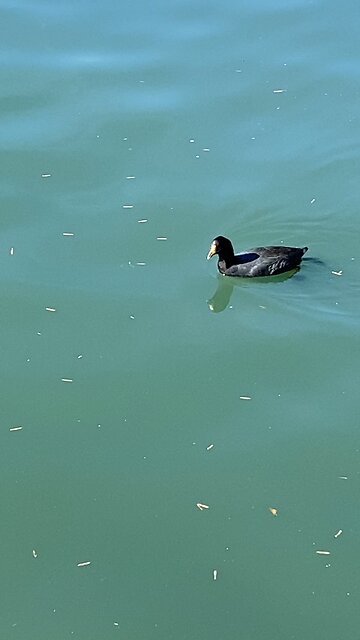 Coots is swimming #coot #swimming #shorts #viral #followme #trending #coots