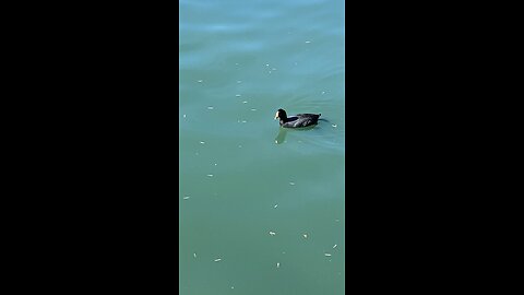 Coots is swimming #coot #swimming #shorts #viral #followme #trending #coots