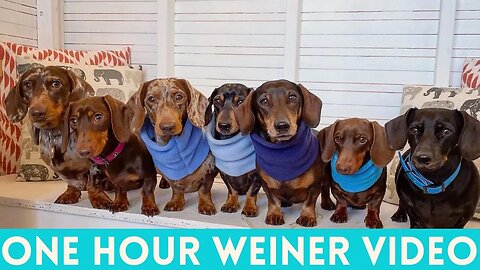 One Hour Weiner Dogs instagram videos compilation ,Happy One hour dachshund dogs enjoyable videos