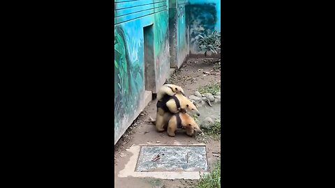 The Fascinating World of Anteaters: