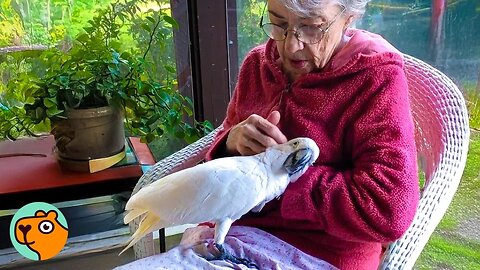 Cockatoo Thinks Grandma Is His GF And Puts On A Show | Cuddle Buddies