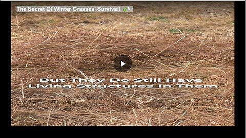 "Winter Grasses' Survival Secret Revealed!"