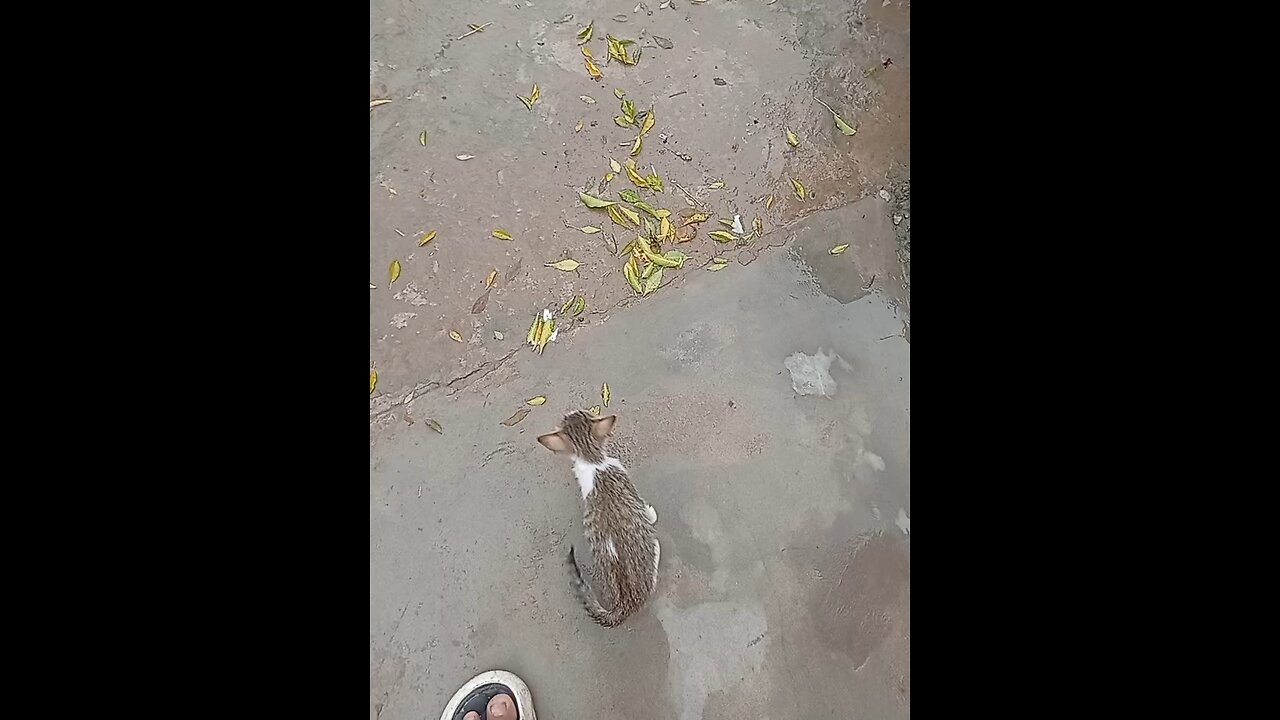 "A cat so dangerous, you can't even think of it!"