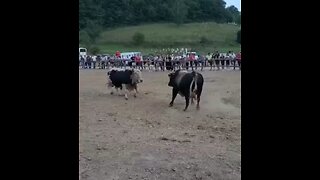 Jelenko od Arnauta vs Ris od Meše