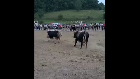Jelenko od Arnauta vs Ris od Meše