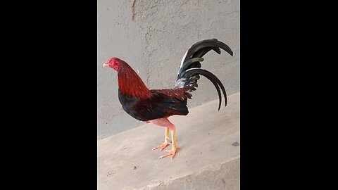 “El respeto se gana en cada golpe, y mi gallo lo sabe.”