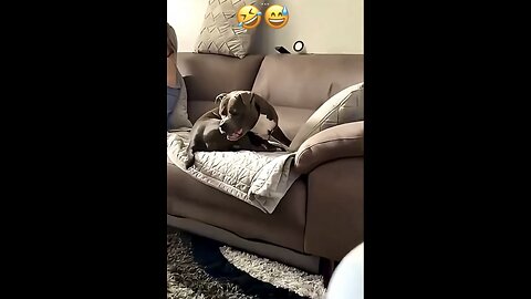 My Tail is my biggest Enemy
