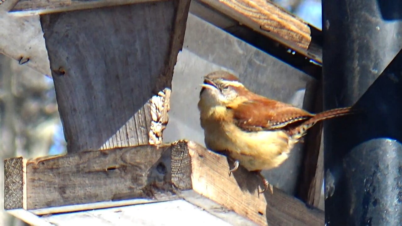 Wren