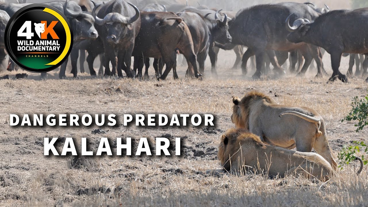WILD KALAHARI | Challenges In The Land Of Predators | Wild Animal Documentary