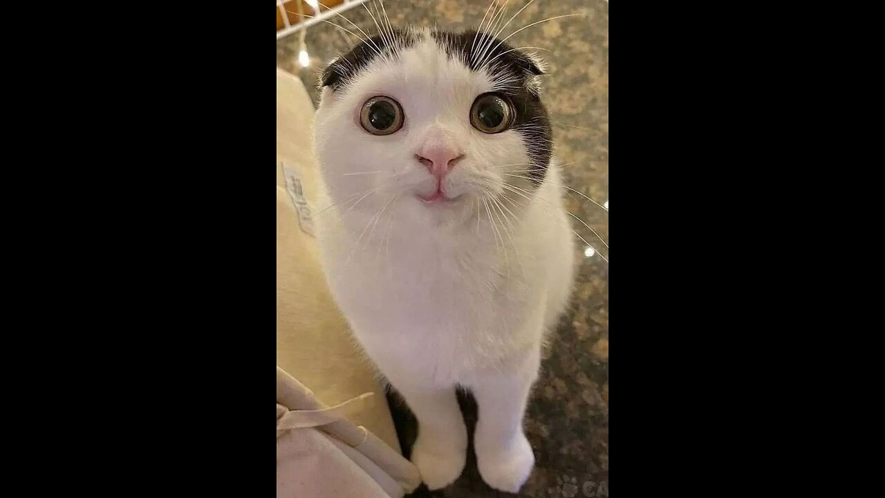 Funny Cat Video