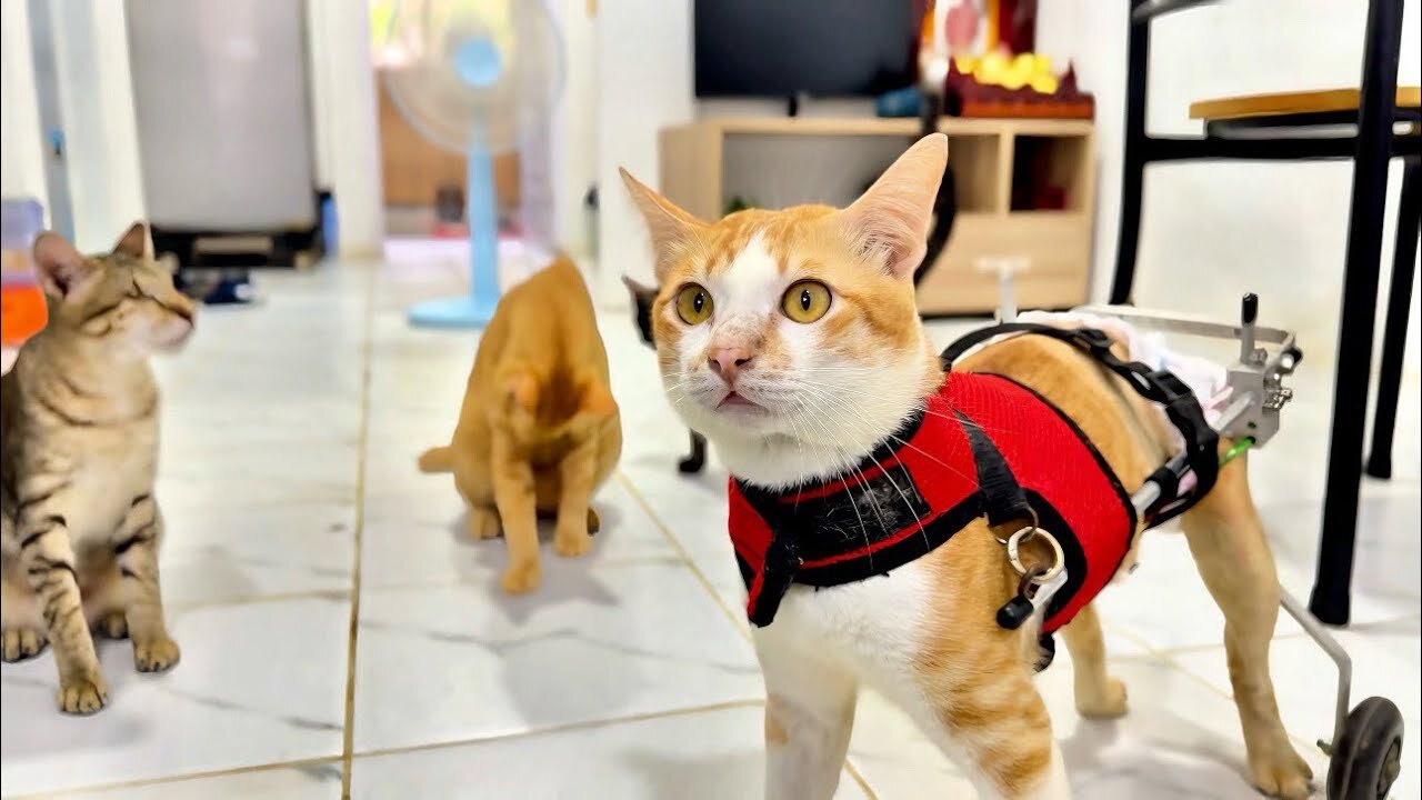 FTC Meow is back! 🐾 Come visit Tony on This New Channel
