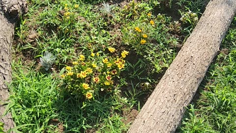 "We like to keep it Dirty"-Indian Summer Trumpet Vine