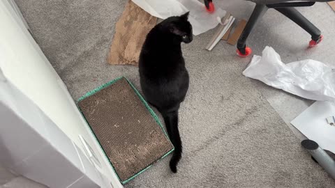 Cute Precious Piper Wants the Office Cleaned Up - My Adopted Shelter Cat Vlog