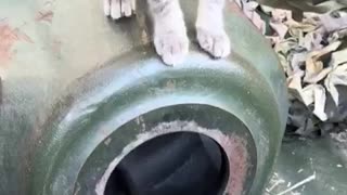 A Group of Cats Decide to Make Ukrainian Firebase Their Home
