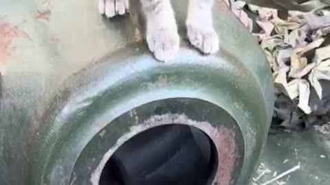 A Group of Cats Decide to Make Ukrainian Firebase Their Home