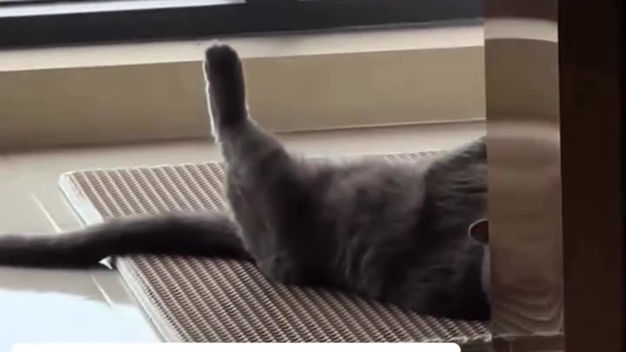 singing cat