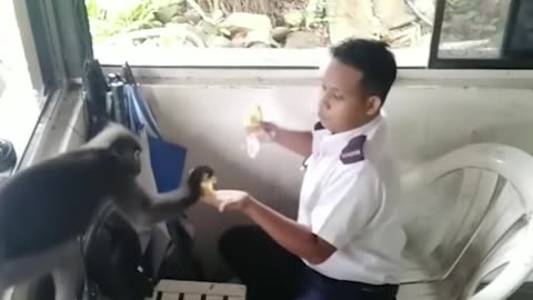 Mischievous monkey 😂😂
