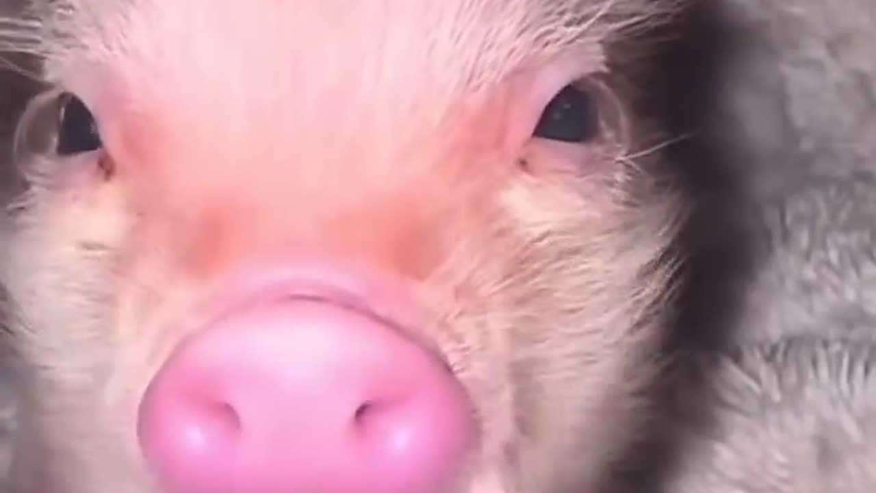 Ich liebe yummi ❤️🐷