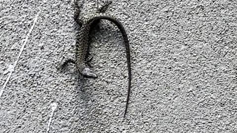 Lizard!