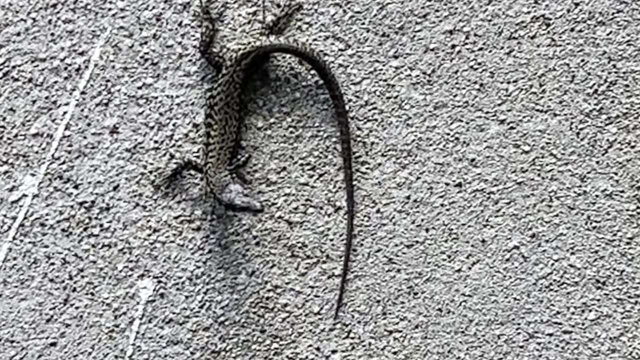 Lizard!