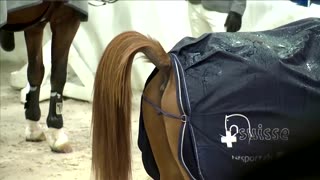 Waste-to-wonder: Harnessing horse dung for plastic alternatives