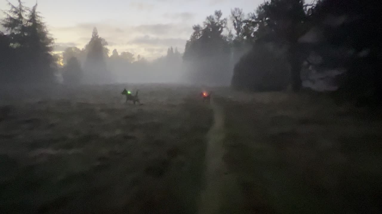 waynes park patrol 390823049843098