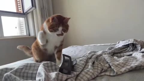 Try Not To Laugh Cats And Dogs 😁 - Best Funniest Animals Video 2025