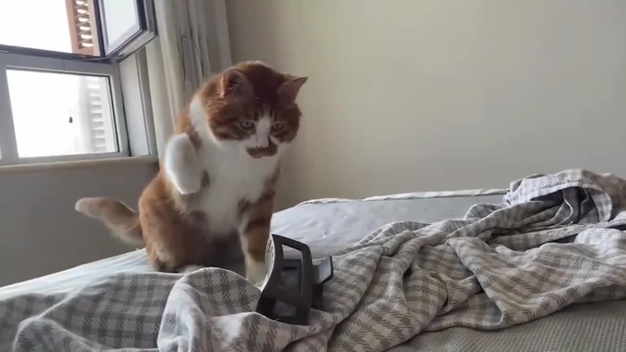 Try Not To Laugh Cats And Dogs 😁 - Best Funniest Animals Video 2025