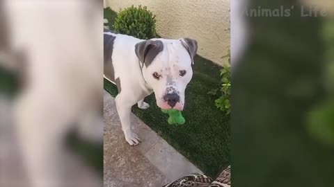 funny animals