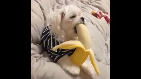 Funniest animal videos caught on camera