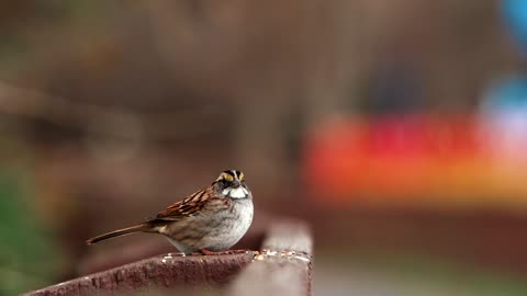 Nature and Animals