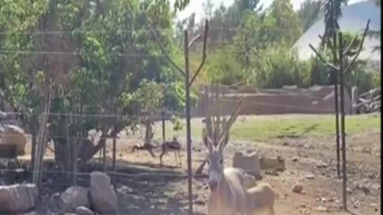 Somali donkey