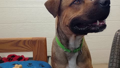 Pinecone 1y A866265 @TRN nice lovin eye contact, in harrys haven kennel 226 PACC shelter20250810843