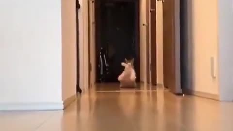 🤣🚪 What An Entrance! You’ve Got To See This | FunFM