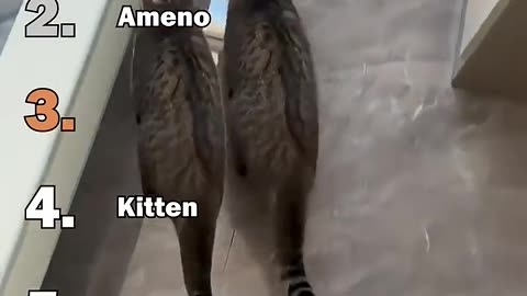 Ranking Best Cats Walking Silly Moments