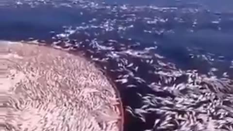 🔥🤬🔥Chinese pulse fishing uses electrocution to kill off an entire area; easy money...