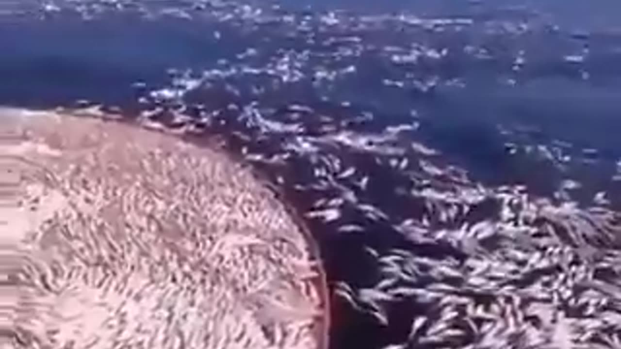 🔥🤬🔥Chinese pulse fishing uses electrocution to kill off an entire area; easy money...