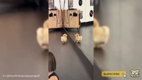 FUNNY DOGS