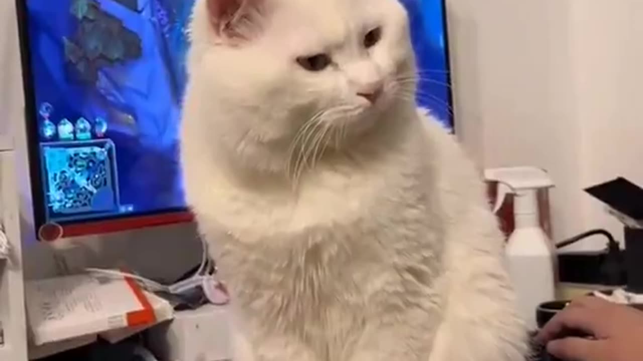 “so the video game is more important than me, huh? 😾” 😭