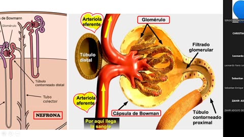 VONEX REPASO 2025 - 1 | Semana 06 | Anatomía