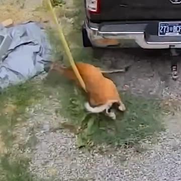 Quick Laughs: Instant Fails! 🤣 #Fails #Shorts