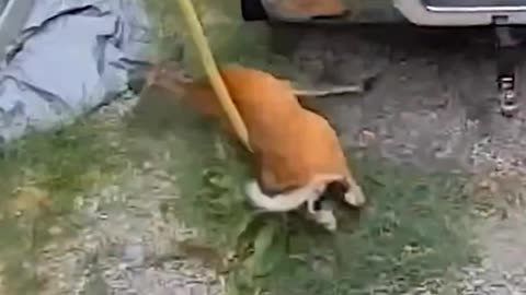 Quick Laughs: Instant Fails! 🤣 #Fails #Shorts