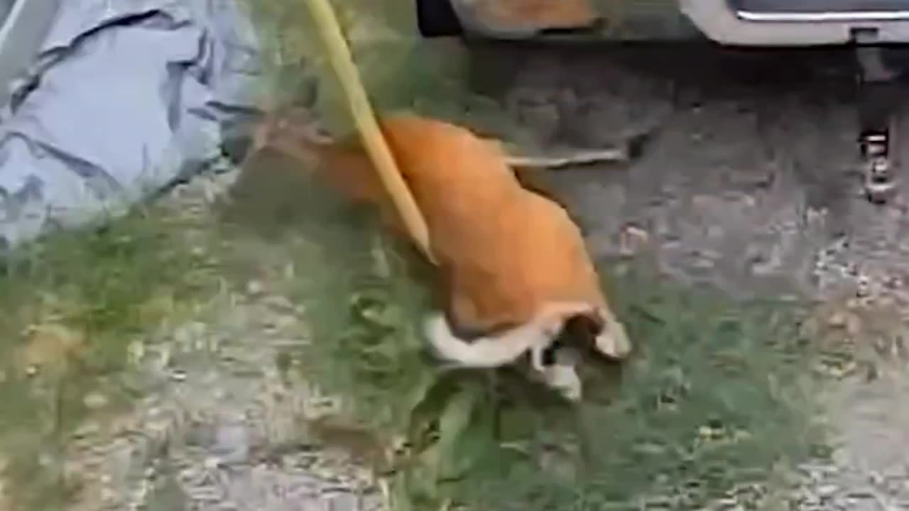 Quick Laughs: Instant Fails! 🤣 #Fails #Shorts