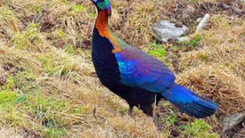 Himalayan Monal – Nepal’s Pride Explained