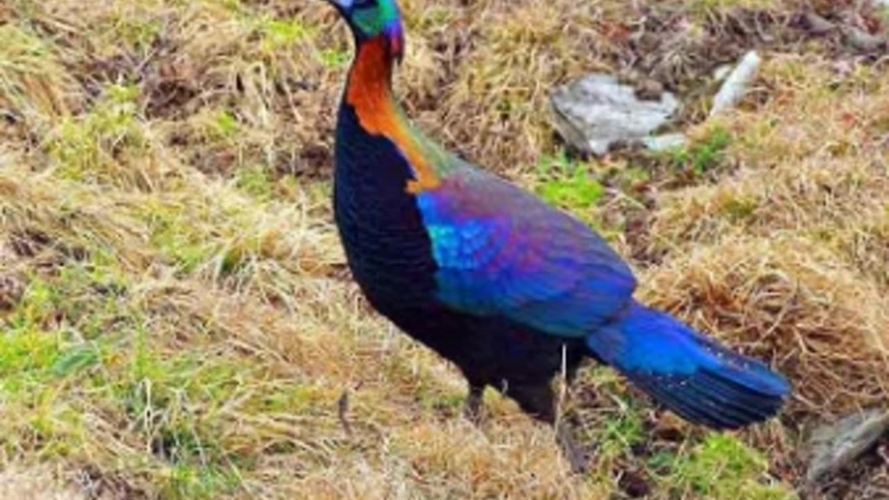 Himalayan Monal – Nepal’s Pride Explained