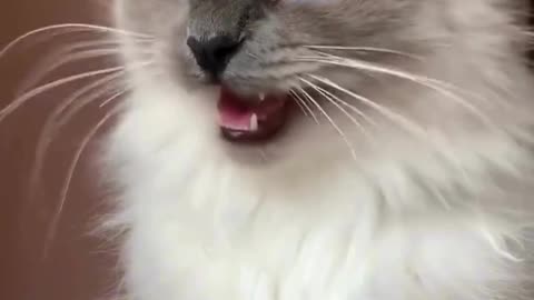 This Cat Get a FULL Makeover - From Floof to Fabulous! ✨Can Cats Really video