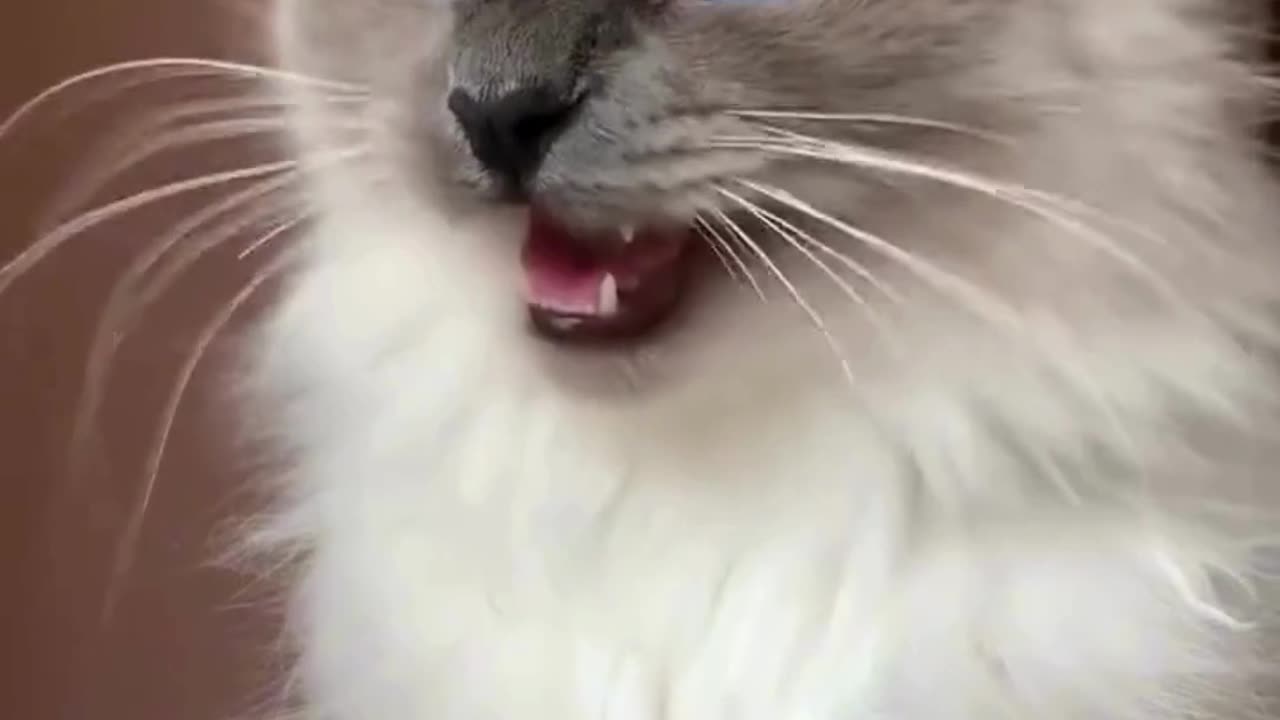 This Cat Get a FULL Makeover - From Floof to Fabulous! ✨Can Cats Really video