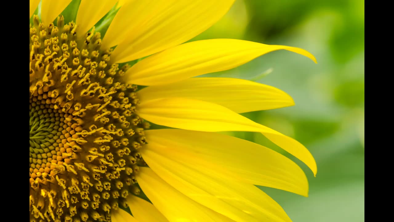 Lord Winter - Harmony