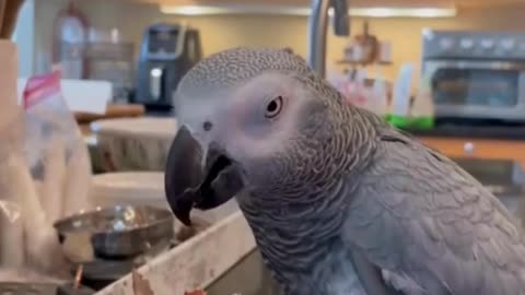 Molly the African Grey Parrot