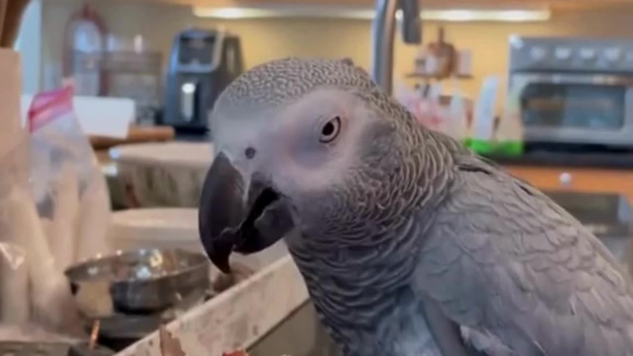 Molly the African Grey Parrot